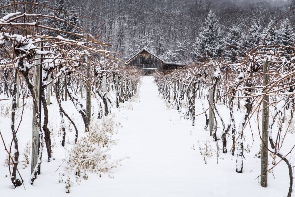 Outgoing Wine Flights - Catch Yours! - Mount Nittany Vineyard & Winery