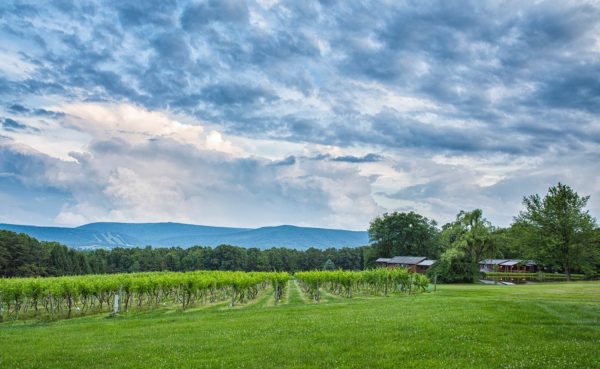 Mount Nittany Winery Landscape