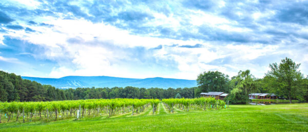 WInery fields image