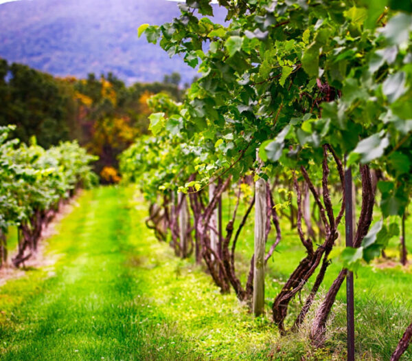 Vineyard image