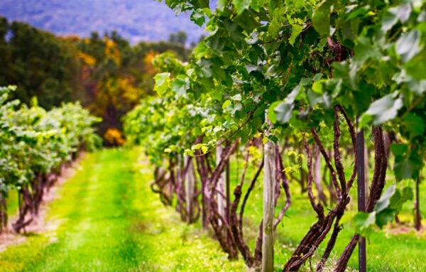 WInery fields image